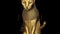 Golden Egyptian magic divine cat, cat in the temple of the Egyptian goddess