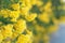 Golden Elegance: Selective Focus on Blooming Yellow Flowers by the Fence