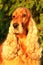 Golden English Cocker Spaniel sitting in front of a green tree in grassland.