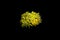 Golden Euphyllia Torch LPS Coral - Euphyllia glabrescens
