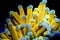 Golden Euphyllia Torch LPS Coral - Euphyllia glabrescens