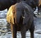 In golden evening light bathing baby elephant