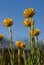 Golden Everlasting Daisies