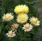 Golden everlasting or strawflower