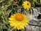 The golden everlasting Xerochrysum bracteatum or Helichrysum bracteatum Strawflower, Die Garten-Strohblume