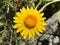 The golden everlasting Xerochrysum bracteatum or Helichrysum bracteatum Strawflower, Die Garten-Strohblume