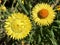 The golden everlasting Xerochrysum bracteatum or Helichrysum bracteatum Strawflower, Die Garten-Strohblume