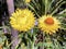 The golden everlasting Xerochrysum bracteatum or Helichrysum bracteatum Strawflower or Die Garten-Strohblume