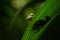 Golden-eyed leaf frog, Cruziohyla calcarifer, green frog hidden on the leaves, tree frog in the nature habitat, Corcovado, Costa
