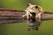 Golden-eyed tree frog or Amazon milk frog