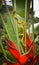 Golden eyelash pit viper slithering up red Heliconia in Costa Ri