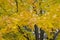 Golden fall foliage. Yellow maple tree in park close-up