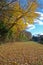 Golden fall in North Carolina on sunny day