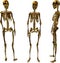 Golden Female Skeletons
