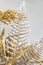 Golden fern branch, interior design with gilded plants. Shiny beautiful large fern leaf covered in gold paint