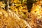 Golden fern leaves in a colorful autumn woodland scene