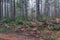 Golden ferns and evergreen shrubs along forest path