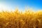 Golden field of barley against blue sky