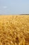 Golden field of bearded wheat