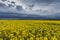 Golden field of flowering rapeseed ( brassica napus) with dark clouds on sky,