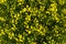 Golden field of flowering rapeseed close up,top view. Selective focus, defocus