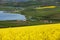 Golden field of flowering rapeseed near some lake