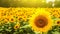 Golden field of sunflowers stretching to the horizon. created with Generative AI