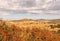 Golden fields, buckwheat, oaks, thunder rain clouds