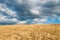 Golden fields of grain on a stormy day.