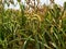 Golden Fields of Nourishment: Finger Millet Farming Landscape