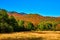 Golden fields and pines with huge peak fall mountains in background