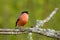 Golden finch sitting on a branch with a green background