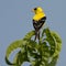 Golden finch on top of a tree