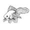 Golden fish hand drawn illustration, black and white goldfish drawing, engraving, uncolored