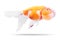 Golden fish isolated on white background. Goldfish and bubble eyes. Clipping path