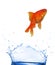GOlden fish jumping