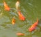 Golden fishes