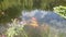 Golden fishes are swimming in pond with dark blue water and green plants. View from close up for the amazing colorful fishes movin