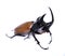Golden five horned rhino beetle on a white background.