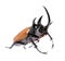 Golden five horned rhino beetle on a white background.