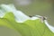 Golden flangetail on lotus leaf
