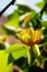 Golden flower blossom and green leaves of Liriodendron tulipifera beautiful ornamental tree, American tulip tree, tulipwood, tulip