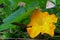 Golden flower of Crookneck pumpkin, Cucurbita moschata