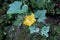 Golden flower of Crookneck pumpkin, Cucurbita moschata