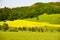 The golden flower fields and forest