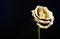Golden flower isolated on black. flower shop decor. natural beauty. Gold rose. luxury and success. metallized decor