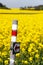 Golden flowering rapeseed field with tourist sign