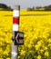 Golden flowering rapeseed field with tourist sign