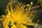 Golden flowers, stamens, hd flower material