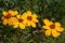 Golden flowers of a tagetes lemmonii or mountain marigold